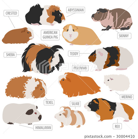 Guinea Pig breeds icon set flat style isolated Guinea Pig breeds icon set flat style isolated 30804410