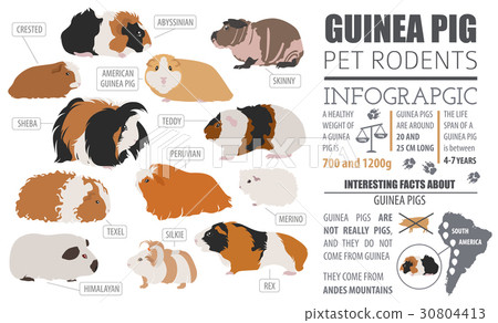 Guinea Pig breeds icon set flat style isolated Guinea Pig breeds icon set flat style isolated 30804413
