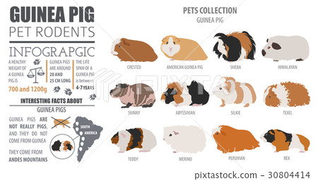 Guinea Pig breeds icon set flat style isolated Guinea Pig breeds icon set flat style isolated 30804414