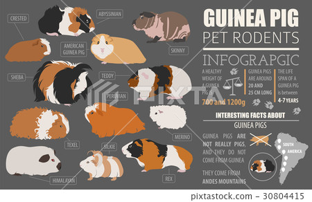 Guinea Pig breeds icon set flat style isolated Guinea Pig breeds icon set flat style isolated 30804415
