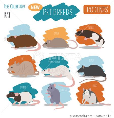 Rat breeds icon set flat style isolated Rat breeds icon set flat style isolated 30804418