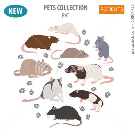 Rat breeds icon set flat style isolated  30804419