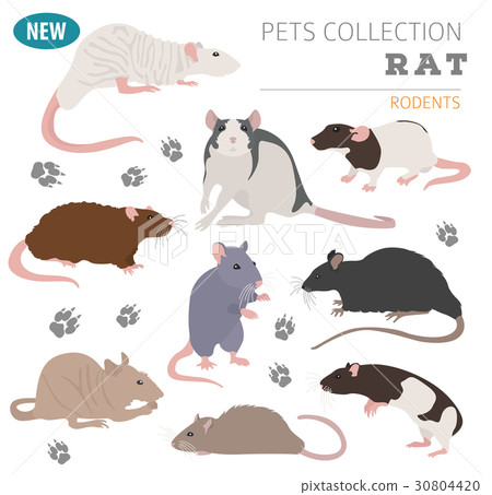 Rat breeds icon set flat style isolated Rat breeds icon set flat style isolated 30804420