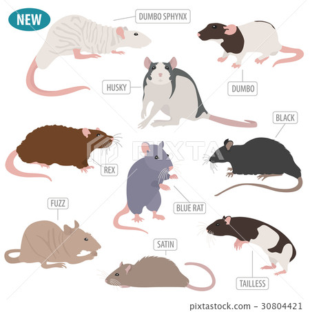 Rat breeds icon set flat style isolated  30804421