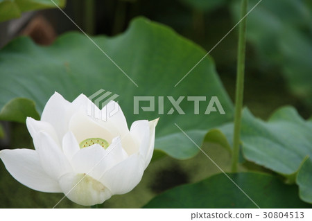 Lotus flower Lotus flower 30804513