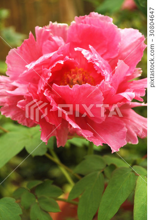 牡丹 30804647
