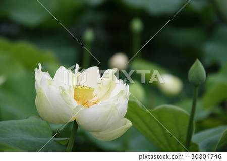 Lotus flower  30804746