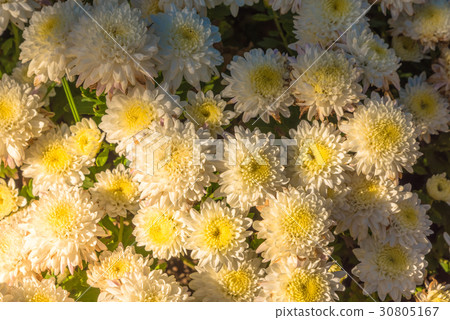 White chrysanthemum flowers wallpaper background White chrysanthemum flowers wallpaper background 30805167