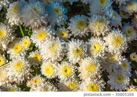 White chrysanthemum flowers wallpaper background White chrysanthemum flowers wallpaper background 30805168