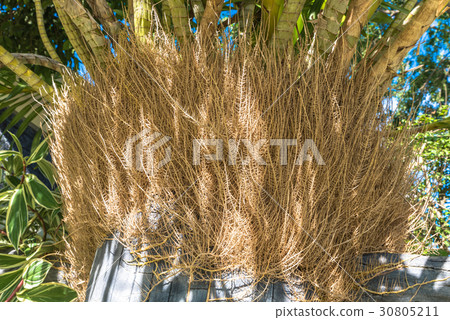 texture background of orchid root  30805211