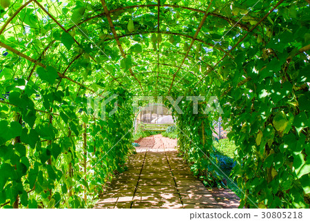 Green tunnel in fresh spring foliage. Green tunnel in fresh spring foliage. 30805218