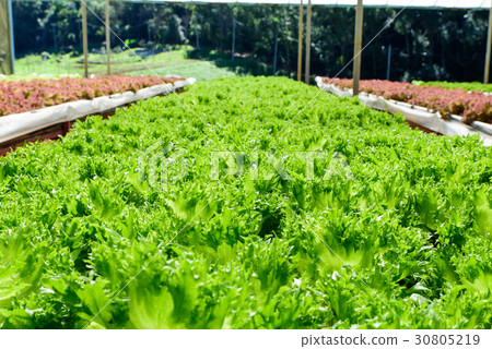 Hydroponics green and purple Vegetable  30805219