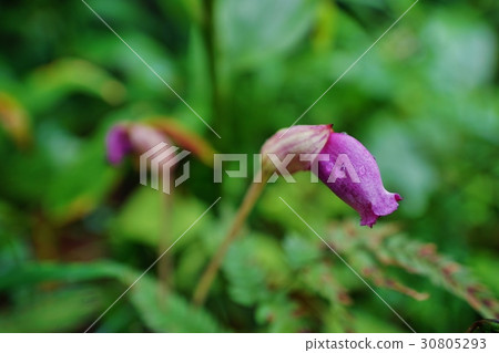 Nambangisel花 30805293