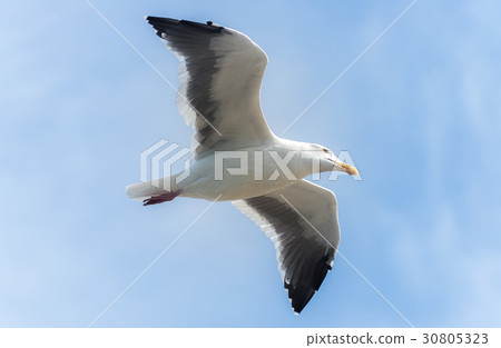 Seagull flyiing over the ocean Seagull flyiing over the ocean 30805323