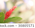 blooming of Red ginger 30805571