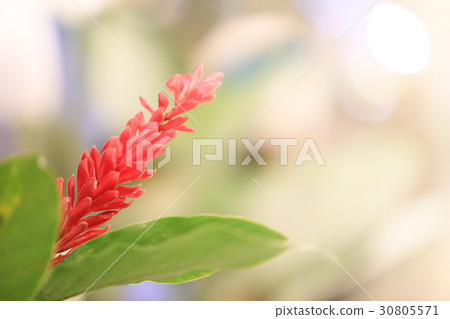blooming of Red ginger blooming of Red ginger 30805571