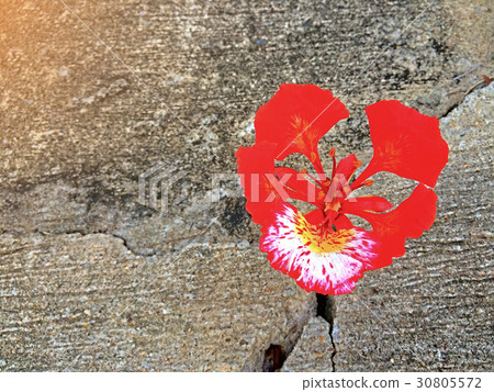 blooming of Red Royal Poinciana blooming of Red Royal Poinciana 30805572