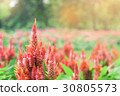 blooming of Red Celosia argentea in garden 30805573