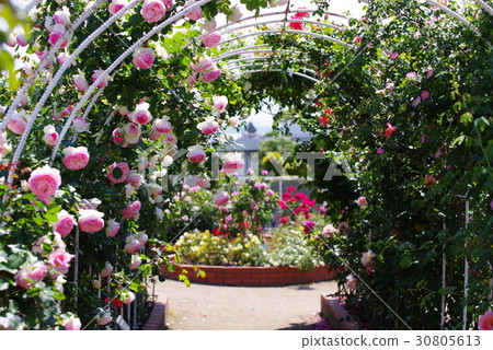 一個玫瑰園 30805613