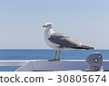 Seagull 30805674