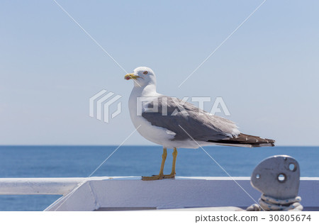 Seagull Seagull 30805674