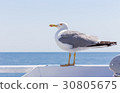 Seagull 30805675