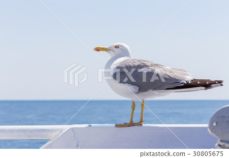 Seagull Seagull 30805675