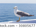 Seagull 30805677