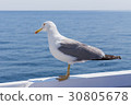 Seagull 30805678