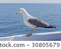Seagull 30805679