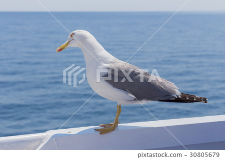 Seagull 30805679