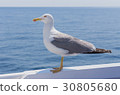 Seagull 30805680