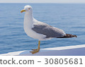 Seagull 30805681