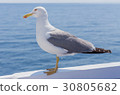 Seagull 30805682