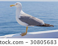 Seagull 30805683
