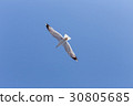 Seagull flying 30805685