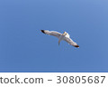Seagull flying 30805687