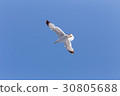 Seagull flying 30805688
