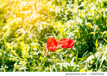 red poppy flower in garden background red poppy flower in garden background 30805982