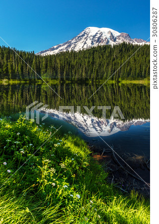 The Beautful Reflection of Mt Rainier The Beautful Reflection of Mt Rainier 30806287