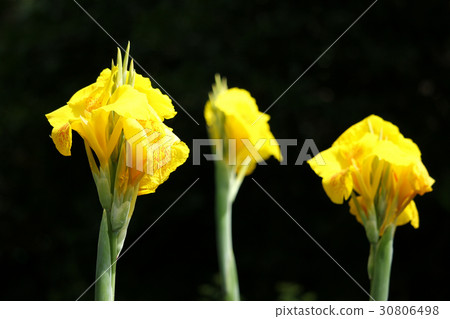 Yellow Canna flower in black background 30806498
