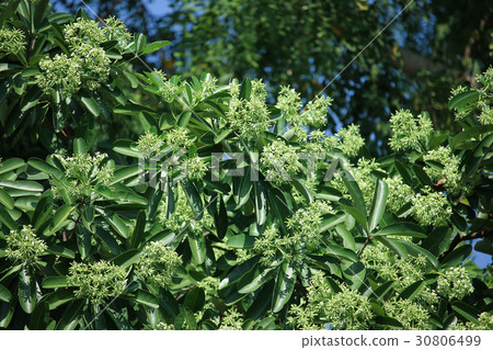 Green Flower of Blackboard Tree 30806499