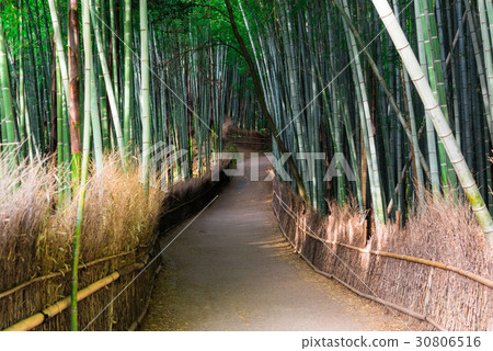 京都Sagano竹林道 30806516
