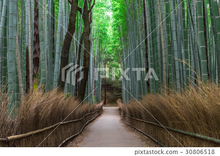京都Sagano竹林道 京都Sagano竹林道 30806518
