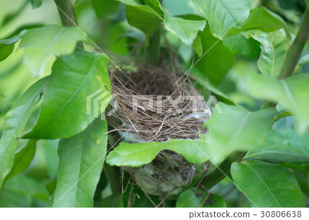 鳥巢 30806638