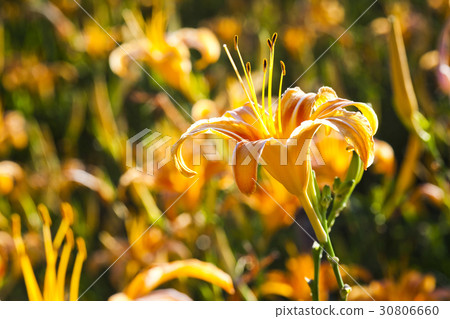 daylily flower mountain of eastern Taiwan. daylily flower mountain of eastern Taiwan. 30806660