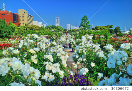 玫瑰盛開的港區花園 山下公園 照片素材 圖片 圖庫