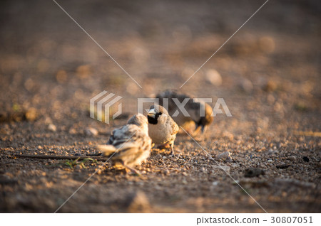 sociable weaver sociable weaver 30807051