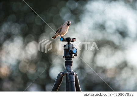 sociable weaver 30807052