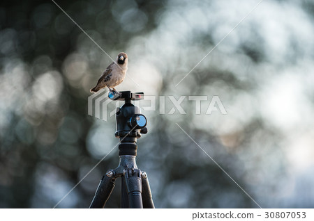sociable weaver sociable weaver 30807053